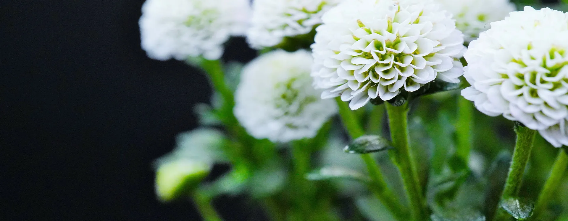 一般社団法人 日本遺骨供養協会